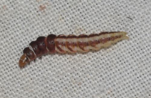 Réf. 240 832 : Helcystogramma sp.